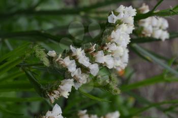 Dried flowers. Limonium sinuatum. Statice sinuata. Flower white. Close-up. Garden. Flowerbed. Growing flowers. Vertical