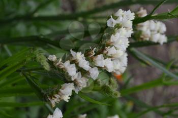 Dried flowers. Limonium sinuatum. Statice sinuata. Flower white. Close-up. Garden. Flowerbed. Vertical photo