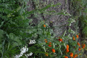 Dried flowers. Limonium sinuatum. Statice sinuata. Flower white. Garden. Flowerbed. Growing flowers. Vertical photo