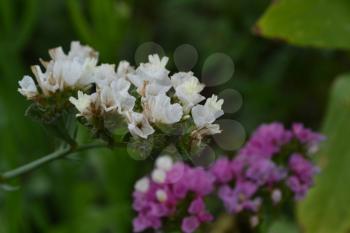 Dried flowers. Limonium sinuatum. Statice sinuata. Flowers white and purple. Close-up. Garden. Flowerbed. Growing flowers. Horizontal