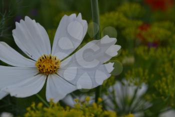 Flower cosmos white. Closeup. Cosmos bipinnatus. Garden. Field. Flowerbed