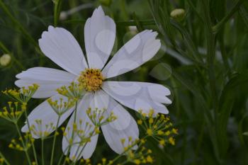 Flower cosmos white. Flower closeup. Cosmos bipinnatus. Garden. Field. Flowerbed