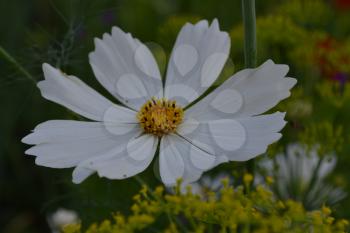 Flower cosmos white. Flower closeup. Cosmos bipinnatus. Garden. Field