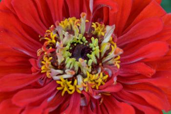 Flower major. Zinnia elegans. Flower bright red. Close-up. Garden. Floriculture. Horizontal photo