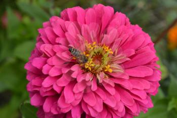 Flower major. Zinnia elegans. Flower pink. Bee. close-up. Garden. Field. Floriculture. Horizontal photo