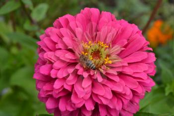 Flower major. Zinnia elegans. Flower pink. Bee. close-up. Garden. Field. Floriculture. Large flowerbed. Horizontal