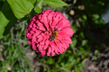 Flower major. Zinnia elegans. Flower pink. Bee. Close-up. In the sunlight. Garden. Field. Floriculture. Large flowerbed. Horizontal photo