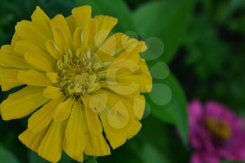 Flower major. Zinnia elegans. Flower yellow. Close-up. Garden. Field. Floriculture. Large flowerbed. Horizontal