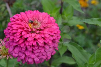 Flower major. Zinnia elegans. Flower pink. Fly on a flower. Close-up. Garden. Field. Floriculture. Large flowerbed. Horizontal photo