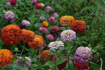 Flower major. Zinnia elegans. Many different colors of flowers - orange, pink, red. Floriculture. Large flowerbed. Horizontal photo
