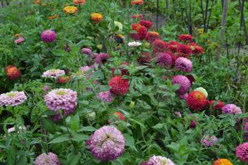 Flower major. Zinnia elegans. Many different colors of flowers - orange, pink, red. Garden. Field. Floriculture. Horizontal