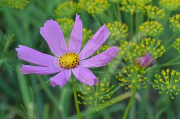 Flower pink cosmos. Flower closeup. Cosmos bipinnatus. Field. Flowerbed