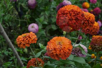 Flower major. Zinnia elegans. Many different colors of flowers - orange, pink, red. Garden. Field. Floriculture. Large flowerbed. Horizontal photo