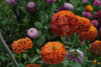 Flower major. Zinnia elegans. Many different colors of flowers - orange, pink, red. Garden. Field. Floriculture. Large flowerbed. Horizontal