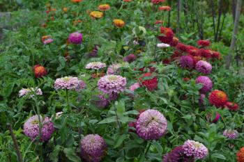 Flower major. Zinnia elegans. Many different colors of flowers - orange, pink, red. Large flowerbed. Field. Floriculture. Horizontal