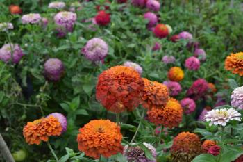 Flower major. Zinnia elegans. Many different colors of flowers - orange, pink, red. Large flowerbed. Garden. Field. Floriculture. Horizontal photo