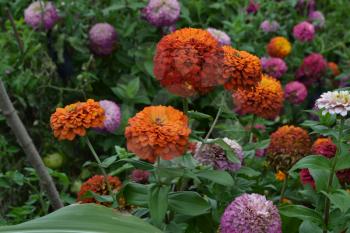 Flower major. Zinnia elegans. Many different colors of flowers - orange, pink, red. Large flowerbed. Garden. Field. Floriculture. Horizontal