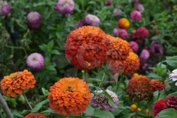Flower major. Zinnia elegans. Many different colors of flowers - orange, pink, red. Large flowerbed. Garden. Floriculture. Horizontal photo
