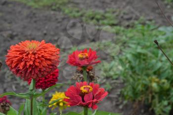 Flower major. Zinnia elegans. Many flowers of different colors - orange, red. Garden. Field. Floriculture. Horizontal photo