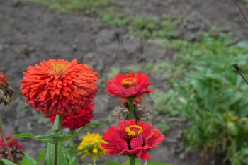 Flower major. Zinnia elegans. Many flowers of different colors - orange, red. Garden. Field. Floriculture. Large flowerbed. Horizontal