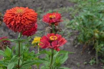 Flower major. Zinnia elegans. Many flowers of different colors - orange, red. Garden. Field. Large flowerbed. Horizontal photo