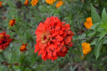 Flower major. Zinnia elegans. Many flowers of different colors - orange, red. Garden. Floriculture. Large flowerbed. Vertical photo