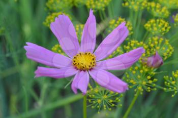 Flower pink cosmos. Flower closeup. Cosmos bipinnatus. Garden. Field. Flowerbed