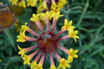 Gaillardia. G. hybrida Fanfare. A bee on a flower. Summer flower yellow. Annual plant. Sunny summer. Horizontal photo. Blurring background. Close-up