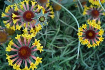 Gaillardia. G. hybrida Fanfare. Summer flower yellow. Annual plant. Summer. Horizontal photo. Blurring background. Close-up