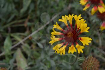 Gaillardia. G. hybrida Fanfare. Summer flower yellow. Annual plant. Sunny summer. Horizontal photo. Blurring background. Close-up