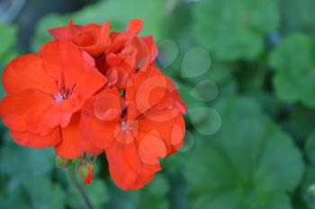 Geranium red. Pelargonium. Flower. Close-up. Beautiful inflorescence. Against the background of green leaves. Close-up. Horizontal photo