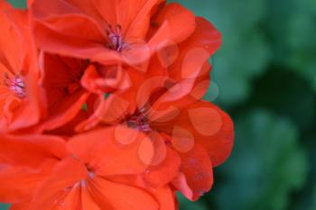 Geranium red. Pelargonium. Garden plants. Flower. Close-up. Beautiful inflorescence. Against the background of green leaves. Close-up
