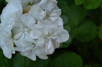 Geranium white. Pelargonium. Garden plants. Useful houseplant. Beautiful inflorescence. Close-up