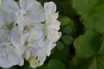 Geranium white. Pelargonium. Garden plants. Useful houseplant. Beautiful inflorescence. Horizontal photo.