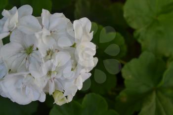 Geranium white. Pelargonium. Useful houseplant. Beautiful inflorescence. Close-up. Horizontal photo. On blurred background