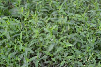 Green grass. Polygonum aviculare. Medicinal plant. Close-up. Horizontal photo