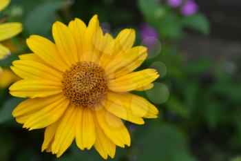 Heliopsis helianthoides. Perennial. Similar to the daisy. Tall flowers. Flowers are yellow. Close-up. On blurred background. It's sunny. Garden. Flowerbed. Floriculture. Horizontal photo