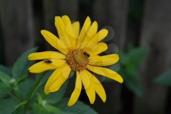 Heliopsis helianthoides. Perennial. Similar to the daisy. Tall flowers. Flowers are yellow. It's sunny. Flowerbed. Floriculture. Horizontal photo