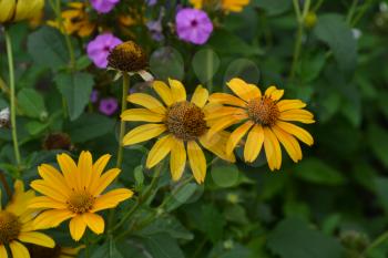 Heliopsis helianthoides. Perennial. Similar to the daisy. Tall flowers. Flowers are yellow. It's sunny. Garden. Flowerbed. Floriculture. Horizontal photo