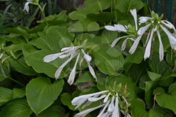 Hosta. Hosta plantaginea. Hemerocallis japonica. Floral bushes. Large leaves are green in color. White flower similar to a lily. Garden. Flowerbed. Beautiful plants