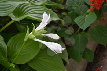 Hosta. Hosta plantaginea. Hemerocallis japonica. Floral bushes. Large leaves are green in color. White flower similar to a lily. Garden. Flowerbed. Horizontal photo