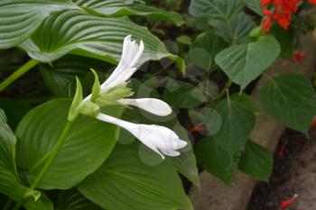 Hosta. Hosta plantaginea. Hemerocallis japonica. Floral bushes. Large leaves are green in color. White flower similar to a lily. Garden. Flowers. Horizontal photo