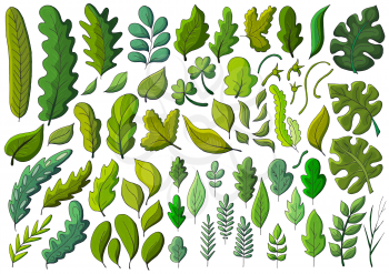 Large collection of green leaves. Vector elements for your design. Leaves of monstera, trees, flowers. Set of vector illustrations in hand draw style