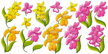 Orchids. Large set of orchid inflorescences. Yellow and pink flowers, individual elements. Cute flowers in hand draw style