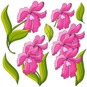 Orchids. Set of orchid inflorescences. Pink flowers, individual elements. Cute flowers in hand draw style