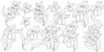 Orchids. Large set of orchid inflorescences. Monochrome flowers, individual elements. Cute flowers in hand draw style