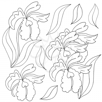 Orchids. Set of orchid. Monochrome flowers, elements. Cute flowers in hand draw style