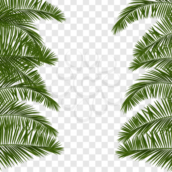 Web summer banner. Green palm leaves template isolated on transparent background. Summer vector abstract illustration. Realistic picture tropical Paradise for travel and ticket sales.