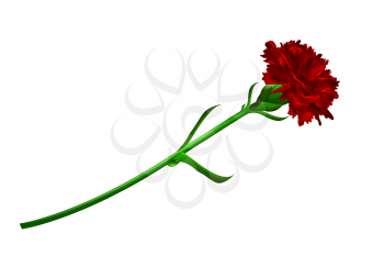 Red carnation flower isolated on white background. Simbol of Victory day 9 may.