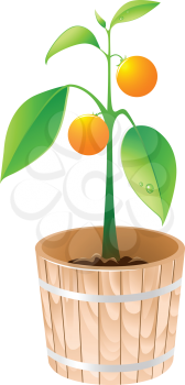orange tree in a wooden tub isolated on a white background